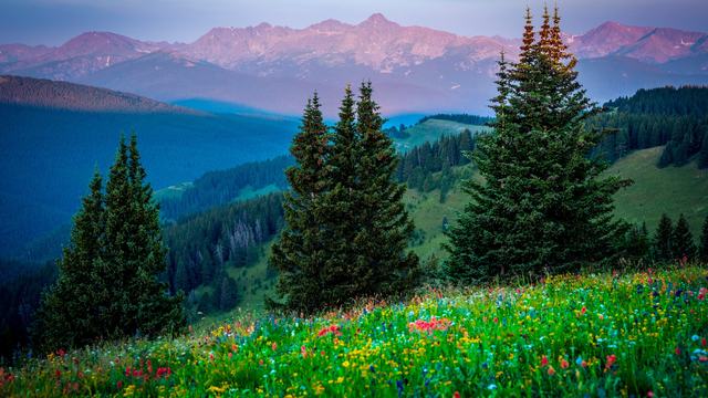 Wildflowers Under Pink Peaks as a video call background