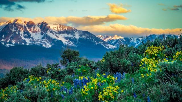 Balsamroot Below the Gore as a video call background