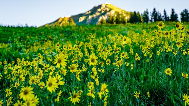 Mule's Ears to the Ridgeline as a video call background