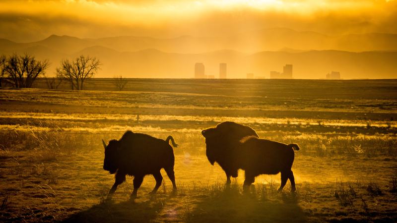 Two Bison and a Skyline as a 4K desktop wallpaper