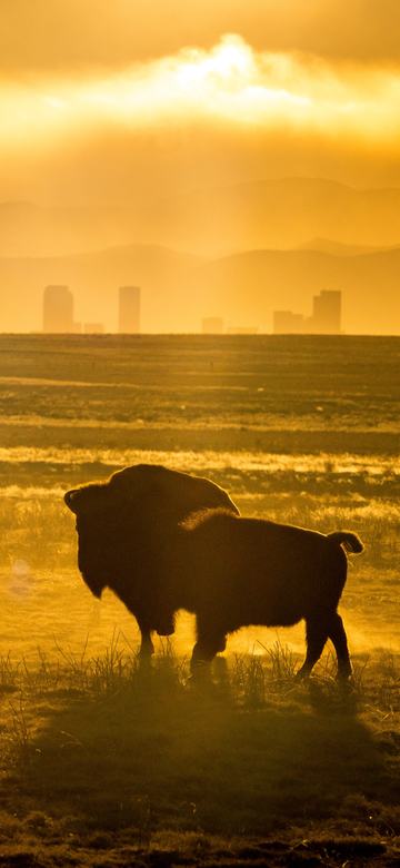Two Bison and a Skyline as a phone wallpaper